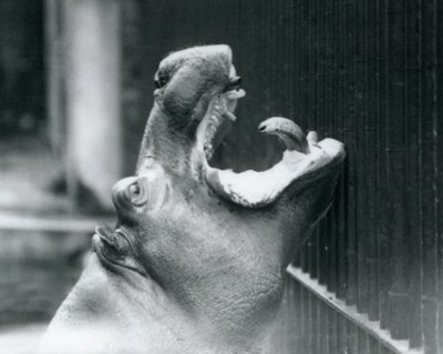 Jeune hippopotame Bobbie au zoo de Londres - Frederick William Bond