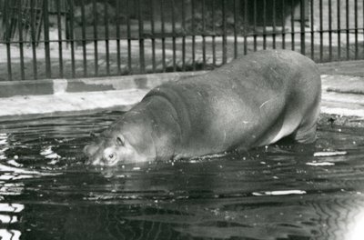 Jeune hippopotame Bobbie entrant dans sa piscine au zoo de Londres en août 1927 - Frederick William Bond