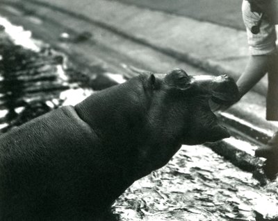 Jeune Hippopotame 