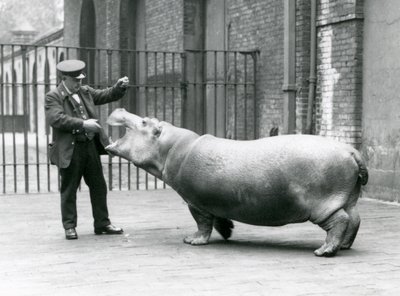 Jeune hippopotame Bobbie avec le gardien Ernie Bowman, Zoo de Londres, juillet 1923 - Frederick William Bond