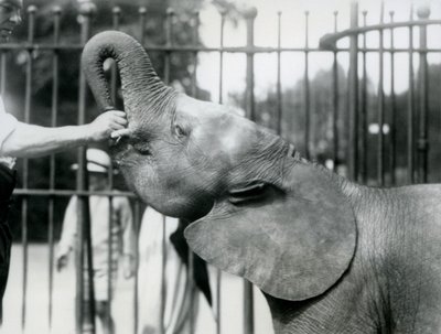 Jeune éléphante pygmée africaine Oojah recevant une friandise, zoo de Londres, juillet 1925 - Frederick William Bond