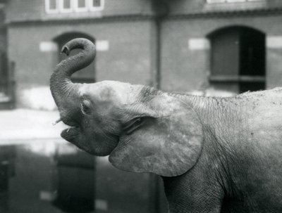 Jeune éléphant pygmée africain Oojah levant sa trompe au Zoo de Londres, août 1925 - Frederick William Bond