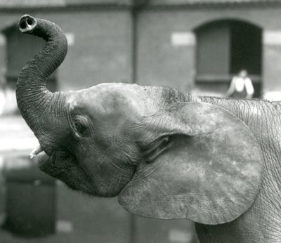 Jeune éléphante pygmée africaine Oojah levant sa trompe au zoo de Londres, août 1925 - Frederick William Bond