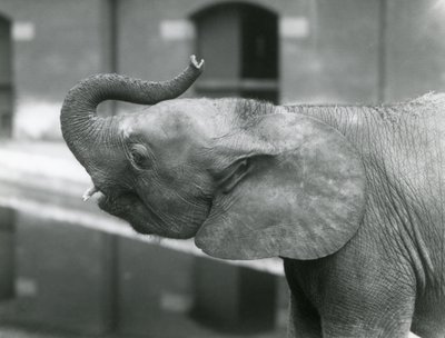 Jeune éléphante pygmée africaine Oojah levant sa trompe au zoo de Londres, juillet 1925 - Frederick William Bond