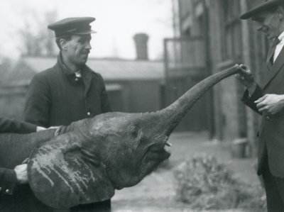 Jeune éléphante pygmée africaine Oojah levant sa trompe pour une friandise au zoo de Londres, juin 1925 - Frederick William Bond