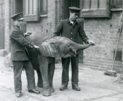 Jeune éléphante pygmée africaine Oojah levant sa trompe pour une friandise de ses gardiens au zoo de Londres, avril 1925 - Frederick William Bond