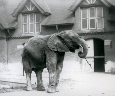 Jeune éléphant d