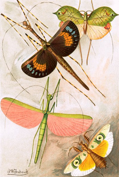 Orthoptères - Frederick William Frohawk