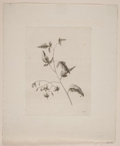 Motif floral - Frederik Schepelern
