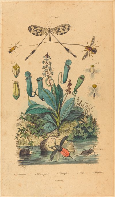 Insectes et fleurs - French 19th Century