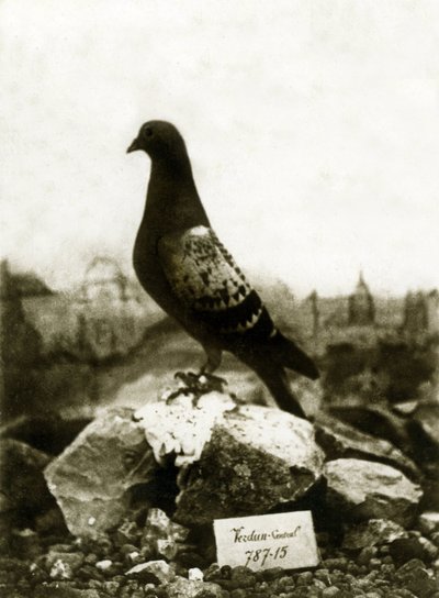 Animaux pendant la Première Guerre mondiale 1914-1918 : Le célèbre pigeon Vaillant - French Photographer