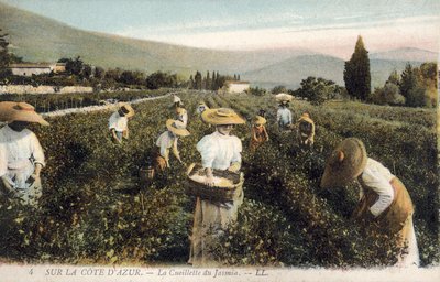 Cueilleurs de jasmin, Côte d