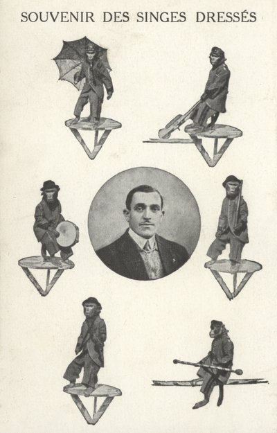Singes en costume - French Photographer