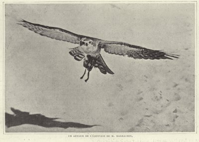 Un des oiseaux de M. Barrachin - French Photographer