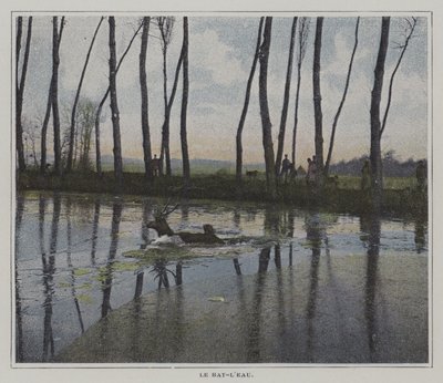 Cerf nageant pour échapper à une chasse (photo couleur) - French Photographer