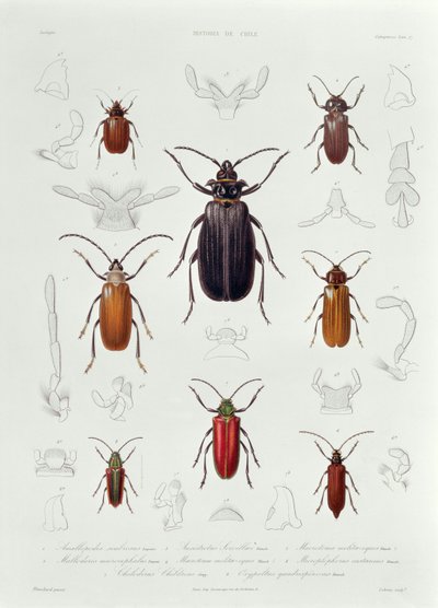 Une collection de coléoptères trouvés au Chili, illustration de 