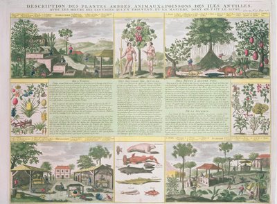 Description des plantes, arbres, animaux et poissons trouvés aux Antilles, illustration de Histoire Générale des Antilles Habitées par les Français Vol. 2 par Jean Baptiste Du Tertre (1610-1687) - French School