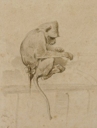 Un singe - French School
