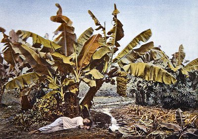 Plantation de bananes et de manioc en Nouvelle-Calédonie, fin du XIXe siècle - French School