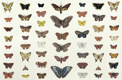 Un collage de papillons et de mites incluant le Camberwell Beauty, le British Swallowtail, le Scarce Swallowtail, le Peacock et le Small Tortoiseshell, c.1830 - French School