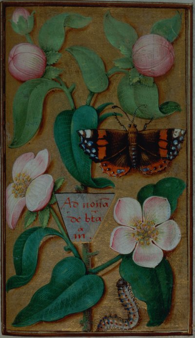 Fleurs et papillon, d