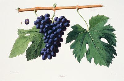 Ampélographie, Raisin Poulsard Jura - French School