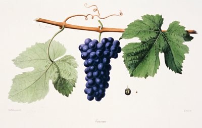 Ampelography, Grape Trousseau Jura - French School
