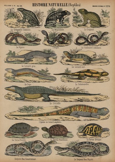 Amphibiens et reptiles - French School