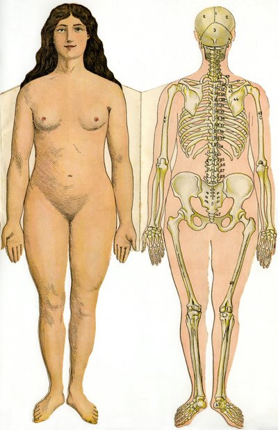 Planche anatomique pliable de la Nouvelle Encyclopédie Pratique de Médecine et d
