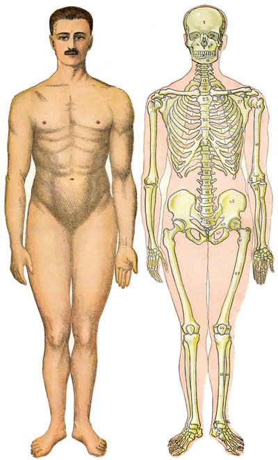 Feuille anatomique pliable de la Nouvelle Encyclopédie Pratique de Médecine et d