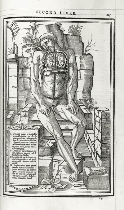 Illustration anatomique, 1546 - French School