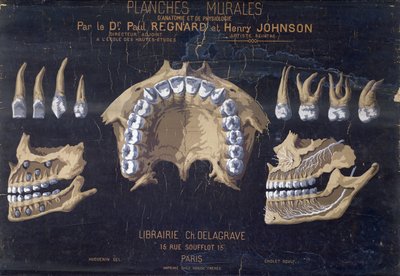 Tableau anatomique des dents - French School