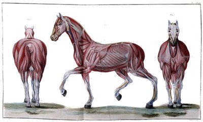 Anatomie du cheval : écorché, face et profil - "Cours d
