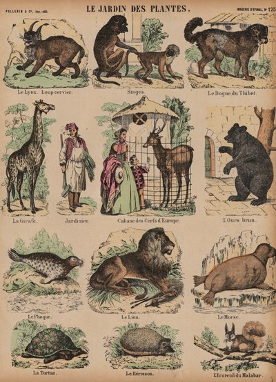 Animaux du Jardin des Plantes, Paris, France - French School