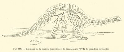 Animaux de la période jurassique, le brontosaure - French School