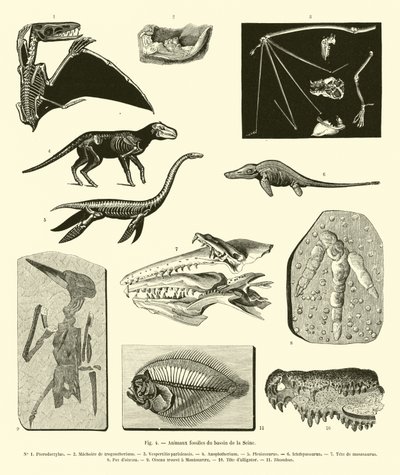 Animaux fossiles du bassin de la Seine - French School
