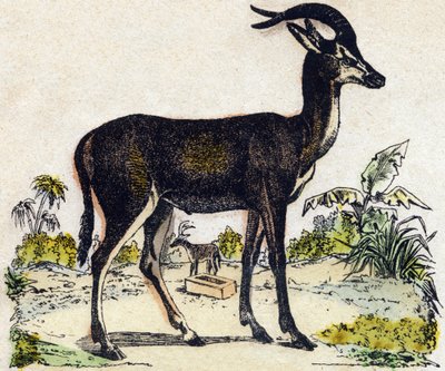 Antilope. Gravure dans "Alphabet des animaux sauvages". 9e Série. Imagerie d