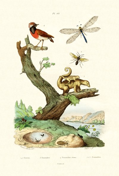 Fourmis - French School