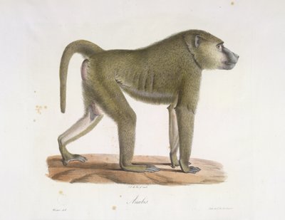 Anubis. Un babouin, de Histoire Naturelle des Mammifères - French School