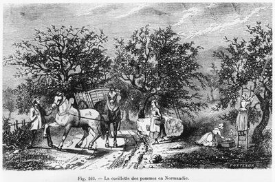 Cueillette de pommes en Normandie - French School
