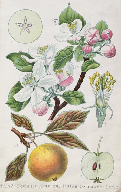 Pommier (Malus Communis) - French School