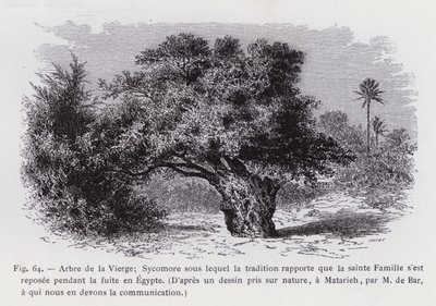Arbre de la Vierge; Sycomore sous lequel la tradition rapporte que la Sainte Famille s