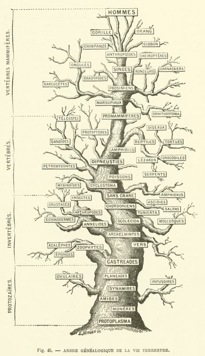 Arbre généalogique de la vie terrestre (gravure) - French School