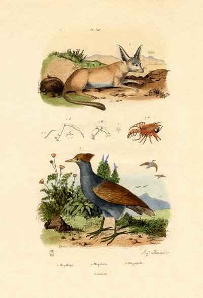 Renard à oreilles de chauve-souris - French School