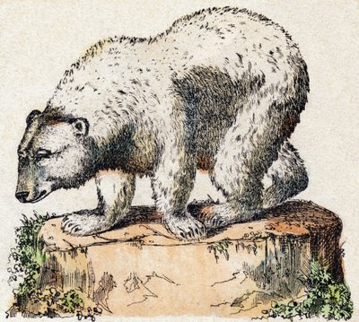 Ours. Gravure dans « Alphabet des animaux sauvages ». 9e Série. Imagerie d