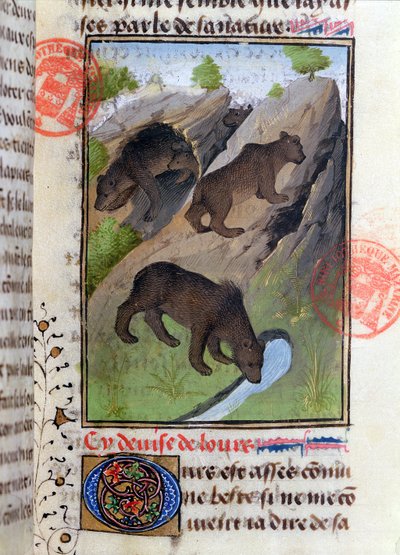 Ours, du Livre de la Chasse par Gaston Phébus - French School