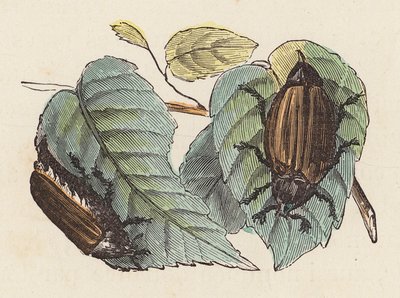 Coléoptères sur des feuilles - French School