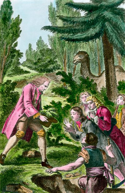 Bernard de Jussieu (1699-1777) plantant un cèdre du Liban dans le jardin des plantes à Paris en 1734 - French School