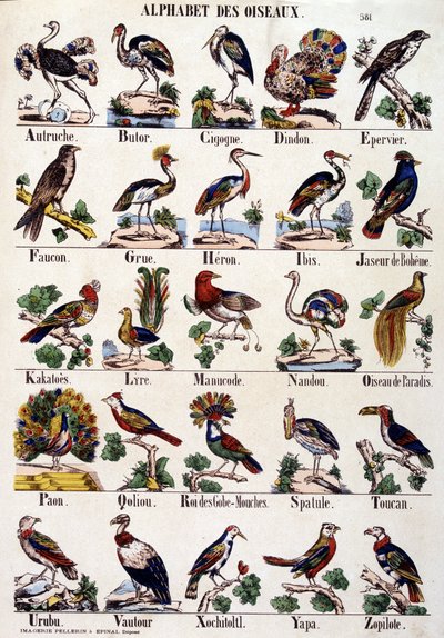 Alphabet des oiseaux - French School