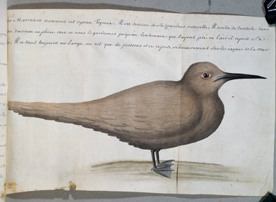 Oiseau appelé Foyroux (Sterne), Cap Frio, Brésil, aquarelle du journal de bord de Jacques Gouin de Beauchesne, capitaine de la Compagnie royale de la Mer du Sud, de 1698 à 1701, France - French School
